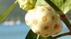 Clinical data on effectiveness of Hawaiian noni fruit are insufficient
