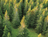 Seeing the forest for the trees