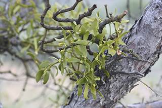 Mistletoe: The holiday plant is making headlines as an alternative cancer treatment Mistletoe: The holiday plant is making headlines as an alternative cancer treatment