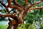 Neem Tree Extract Demonstrates Anticancer Activity Against Pancreatic Cancer Neem Tree Extract Demonstrates Anticancer Activity Against Pancreatic Cancer