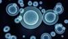 COX-2 Inhibitors Can Improve Response to Immunotherapy of Some Cancer Tumors COX-2 Inhibitors Can Improve Response to Immunotherapy of Some Cancer Tumors