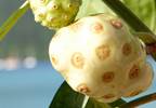 Clinical data on Hawaiian noni fruit Clinical data on Hawaiian noni fruit