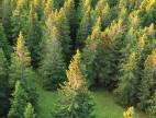 Seeing the forest for the trees Seeing the forest for the trees