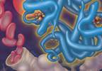 Using ESAs in patients with cancer-related anemia Using ESAs in patients with cancer-related anemia