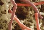 Benefits of using probiotics Benefits of using probiotics