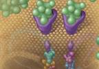 Multidrug approach fights resistance Multidrug approach fights resistance