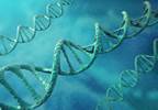 Genotype testing not warranted Genotype testing not warranted