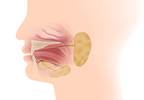 Radiation tweaks reduce xerostomia in oral cancer Radiation tweaks reduce xerostomia in oral cancer