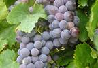 Red wine component works against cancer Red wine component works against cancer