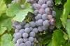 Red wine component works against cancer Red wine component works against cancer