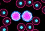 Inherited Gene Variation Linked to an Increased Risk of Pediatric Acute Lymphoblastic Leukemia (ALL) Inherited Gene Variation Linked to an Increased Risk of Pediatric Acute Lymphoblastic Leukemia (ALL)