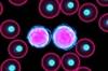 Game changer for leukemia therapy Game changer for leukemia therapy