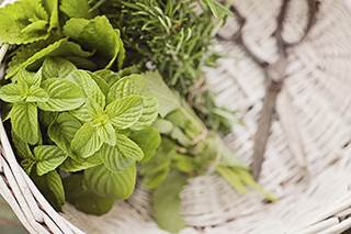 Natural plant products protect skin during radiotherapy Natural plant products protect skin during radiotherapy