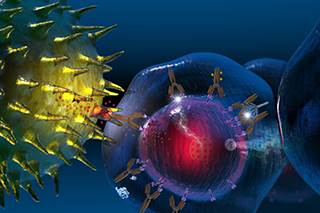 Injected immune cells found safe for patients with multiple myeloma Injected immune cells found safe for patients with multiple myeloma