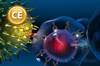 How the immune system is unleashed to fight cancer How the immune system is unleashed to fight cancer