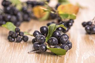 Chokeberry extract may boost chemo effectiveness Chokeberry extract may boost chemo effectiveness