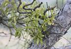Mistletoe: The holiday plant is making headlines as an alternative cancer treatment Mistletoe: The holiday plant is making headlines as an alternative cancer treatment