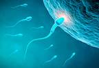G-CSF May Help Preserve Fertility in Male Patients With Cancer G-CSF May Help Preserve Fertility in Male Patients With Cancer