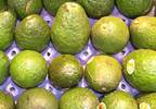 Avocados may hold the answer to beating leukemia Avocados may hold the answer to beating leukemia