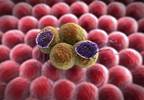 What are Immune Checkpoints and How Do They Work? What are Immune Checkpoints and How Do They Work?