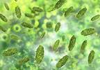 Chemo-related Bloodstream Infection Predicted by Gut Microbes Before Treatment Chemo-related Bloodstream Infection Predicted by Gut Microbes Before Treatment