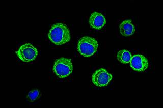 What precautions should be taken to prevent tumor lysis syndrome (TLS) in patients receiving venetoclax (Venclexta)? What precautions should be taken to prevent tumor lysis syndrome (TLS) in patients receiving venetoclax (Venclexta)?