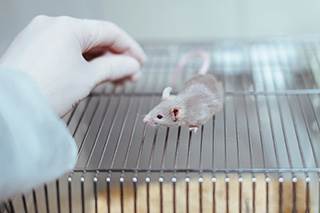 Using Mouse Avatars Aids Identification of Effective Targeted Therapies for Patients With Melanoma Using Mouse Avatars Aids Identification of Effective Targeted Therapies for Patients With Melanoma