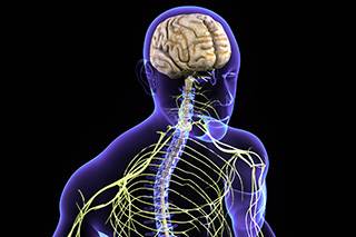 Current cancer transmission models represent metastases as originating from the primary tumor, spreading to the lymph nodes, and then elsewhere. Current cancer transmission models represent metastases as originating from the primary tumor, spreading to the lymph nodes, and then elsewhere.