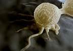 Manipulation Increases Susceptibility of Triple-Negative Breast Cancer to Conventional Therapy Manipulation Increases Susceptibility of Triple-Negative Breast Cancer to Conventional Therapy