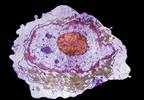 Blood-Forming Stem Cell Transplants (Fact Sheet) Blood-Forming Stem Cell Transplants (Fact Sheet)