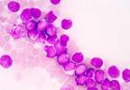 Risk of Therapy-Related MDS, AML Increased by Use of Leukemogenic Chemotherapy Agents Risk of Therapy-Related MDS, AML Increased by Use of Leukemogenic Chemotherapy Agents