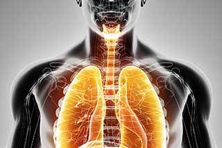 Human larynx Human larynx