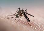 Zika Virus Preferentially Targets Glioblastoma Stem Cells Zika Virus Preferentially Targets Glioblastoma Stem Cells
