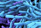 Bacteria in Probiotics Carry Potential Risks for Immunocompromised Patients Bacteria in Probiotics Carry Potential Risks for Immunocompromised Patients