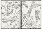 Chinese Traditional Medicine Showed Effectiveness on Pain, Quality of Life in Advanced Cancer Chinese Traditional Medicine Showed Effectiveness on Pain, Quality of Life in Advanced Cancer